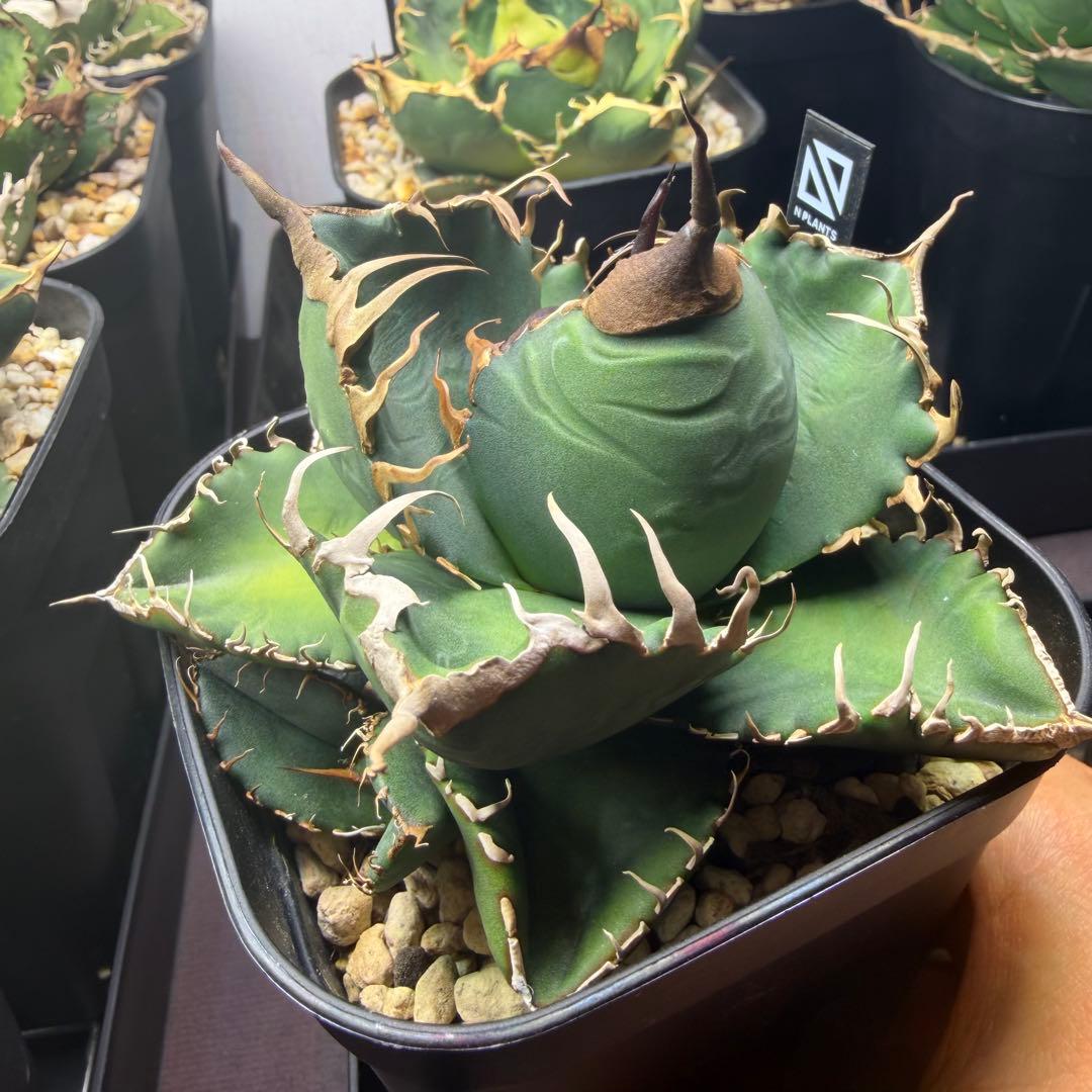 BAKEMONO OC子株　アガベ　抜き苗配送