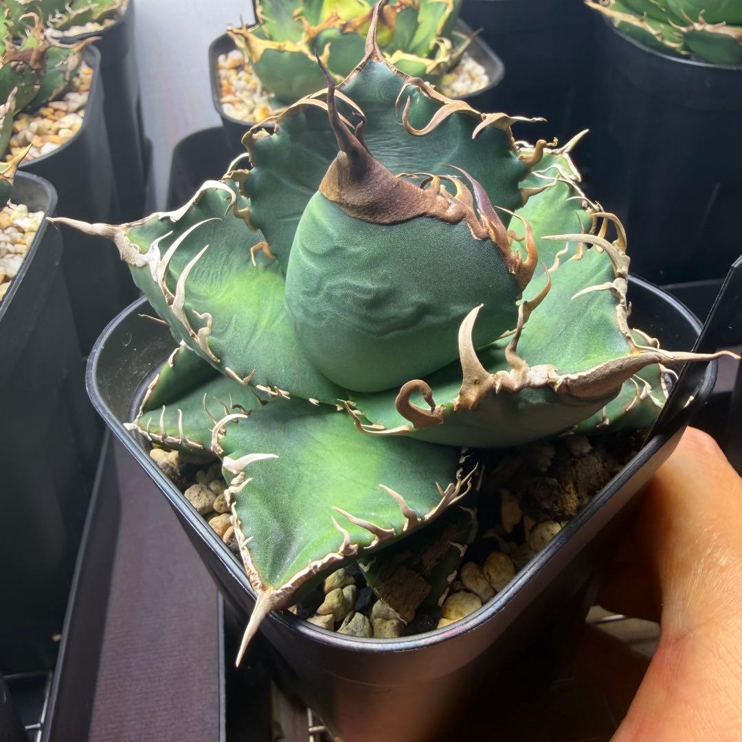 BAKEMONO OC子株　アガベ　抜き苗配送