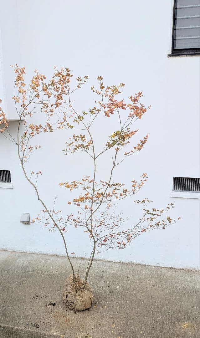 無限の色を。山採りドウダンツツジ。