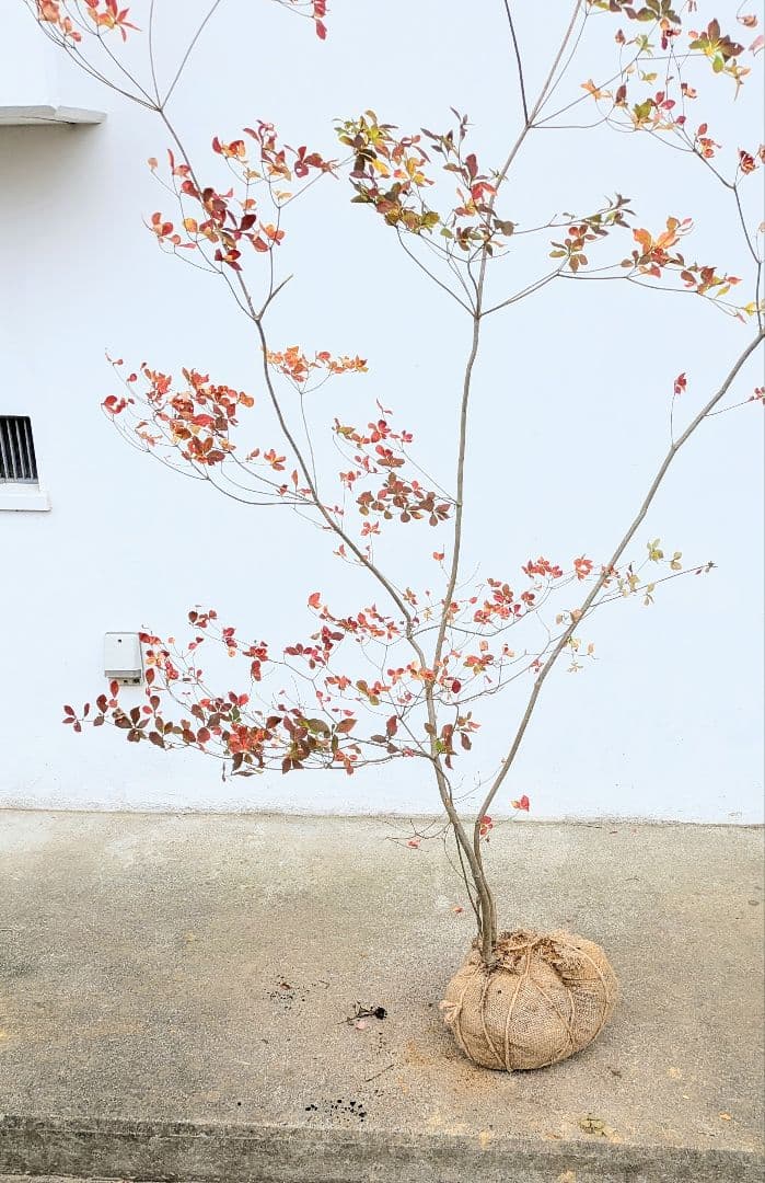 無限の色を。山採りドウダンツツジ。