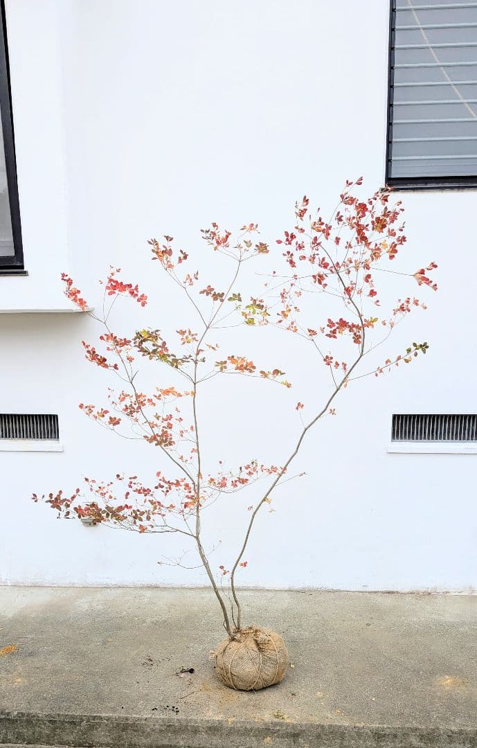 無限の色を。山採りドウダンツツジ。