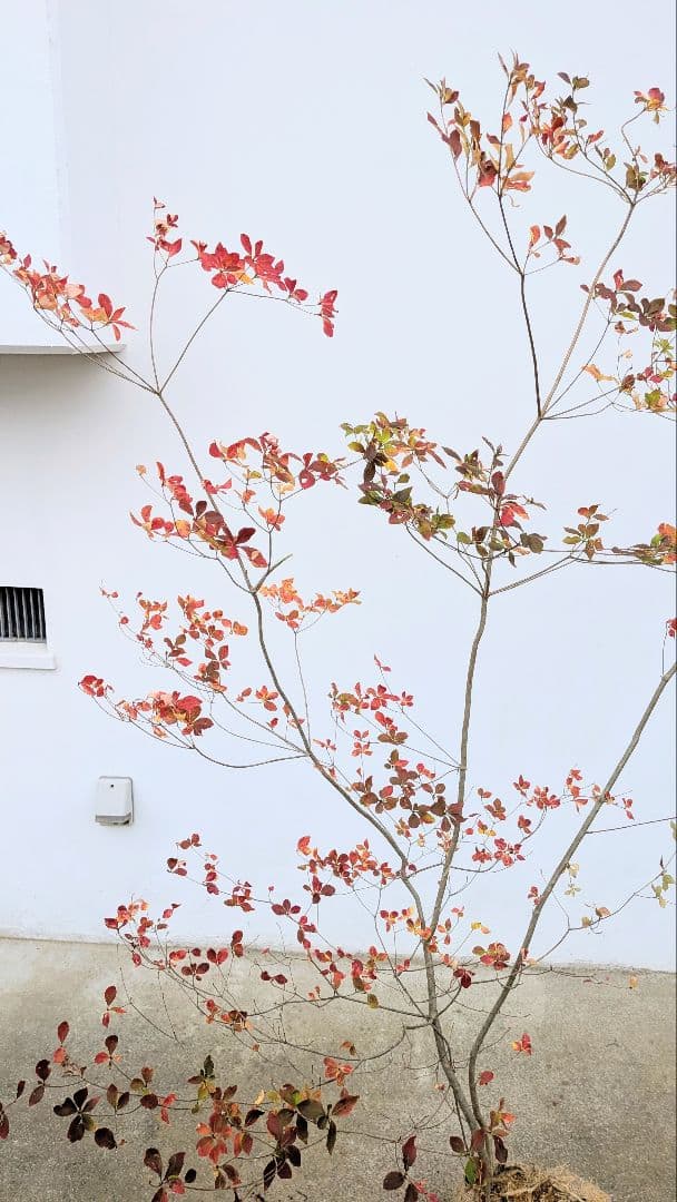 無限の色を。山採りドウダンツツジ。