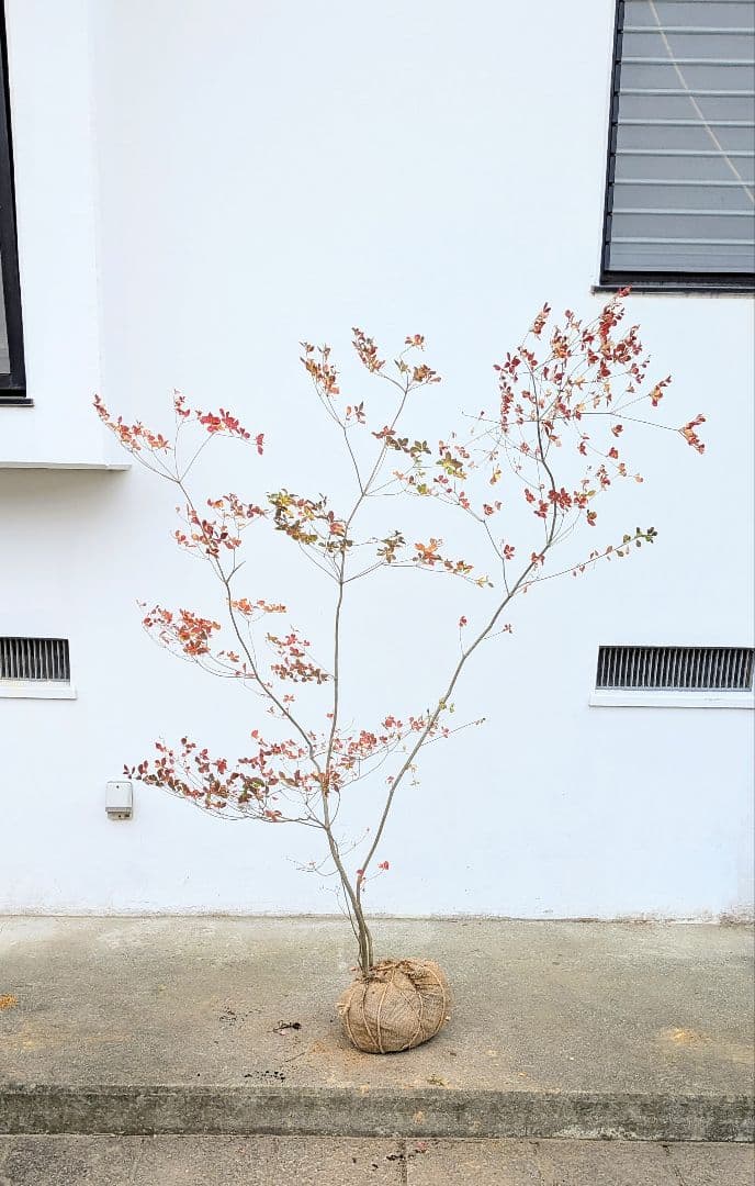 無限の色を。山採りドウダンツツジ。