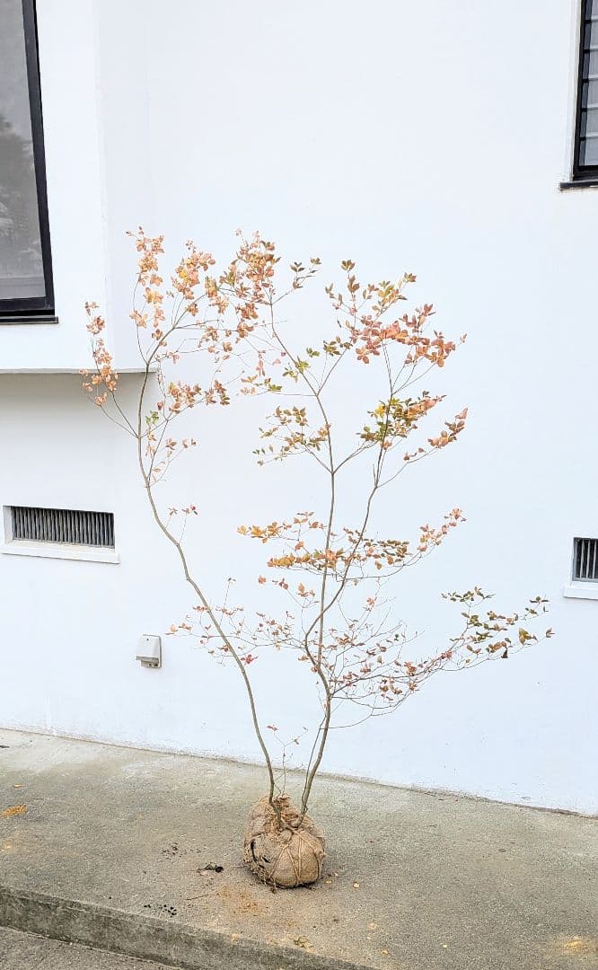 無限の色を。山採りドウダンツツジ。