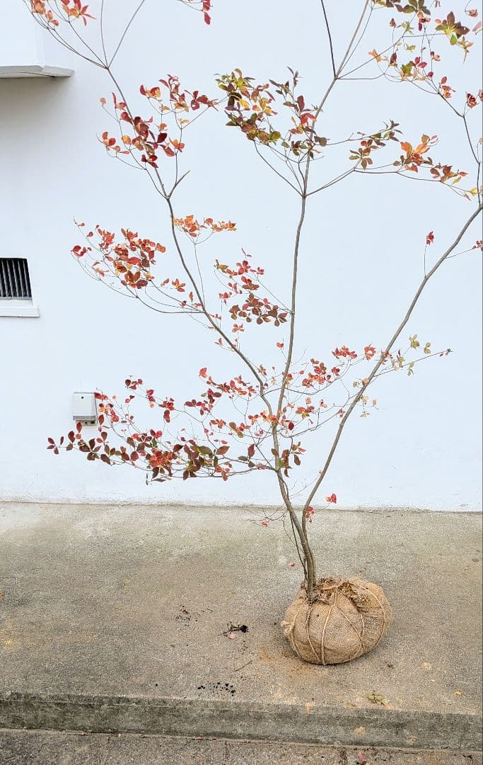 無限の色を。山採りドウダンツツジ。