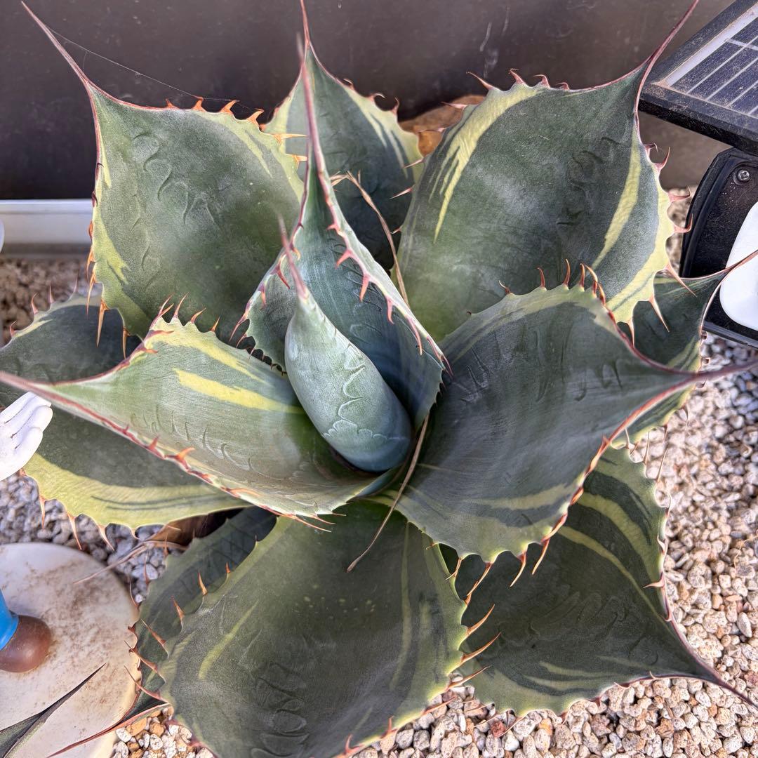 アガベ　特大株　パラサナ錦　ファイヤーボール