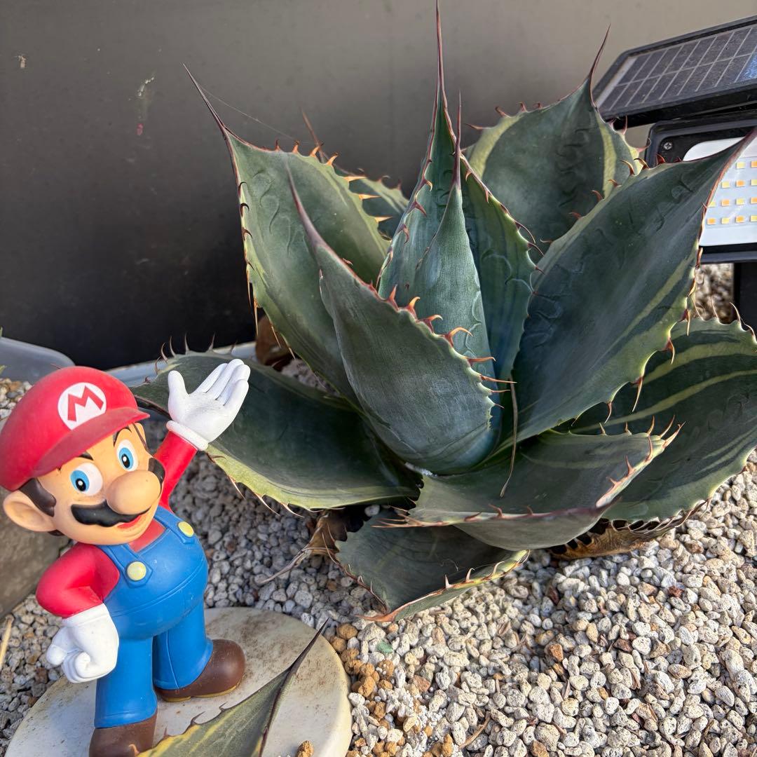 アガベ　特大株　パラサナ錦　ファイヤーボール