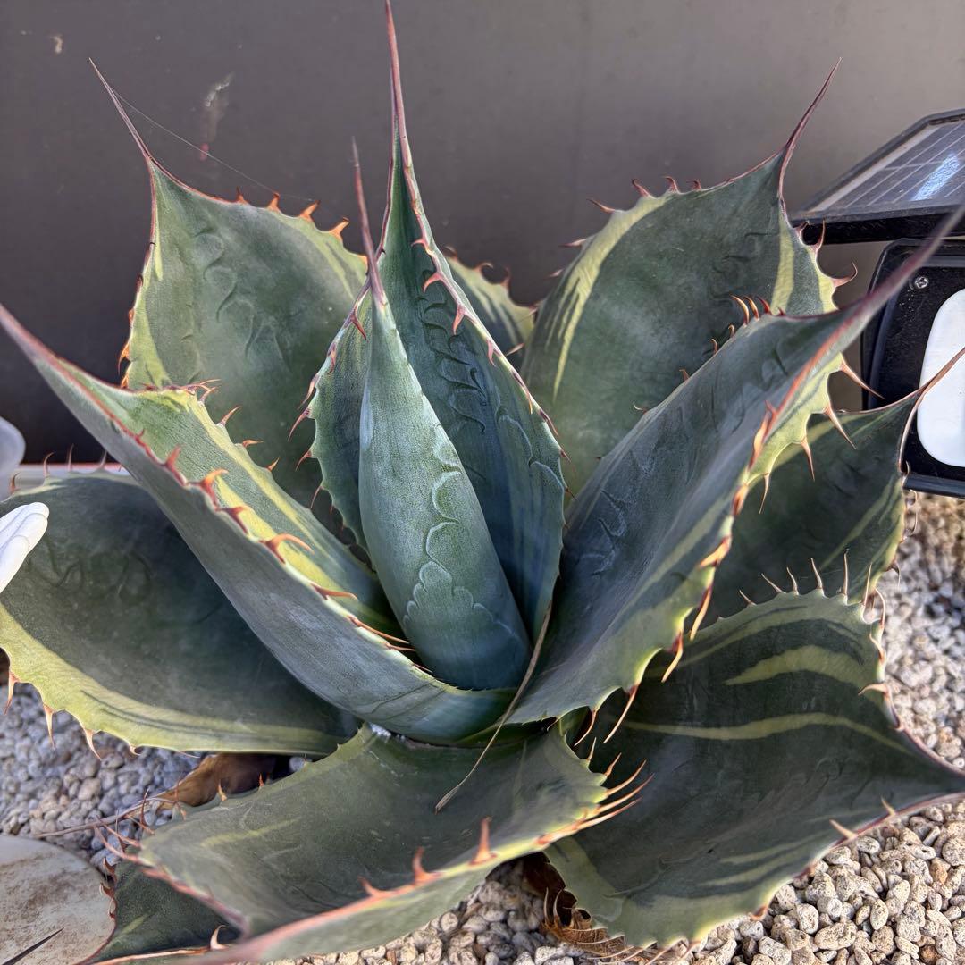 アガベ　特大株　パラサナ錦　ファイヤーボール