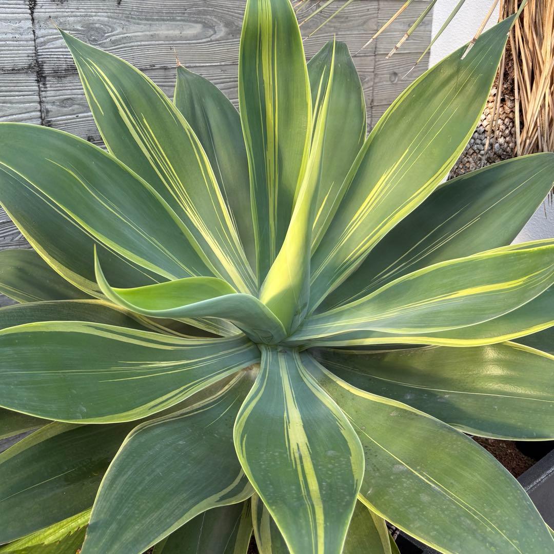 アガベ アテナータ 黄覆輪斑 - メルカリ