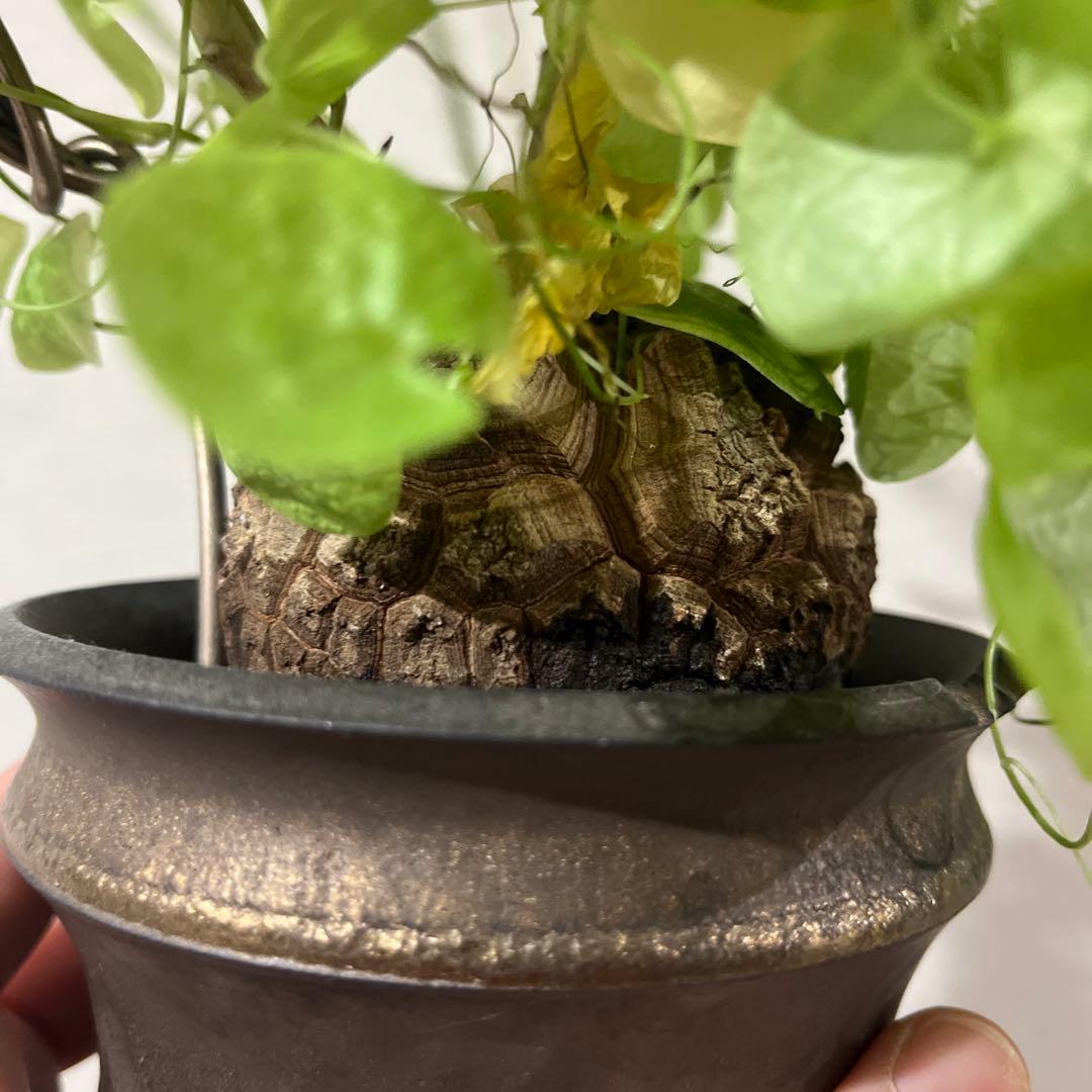 冬型 亀甲竜 鉢セット