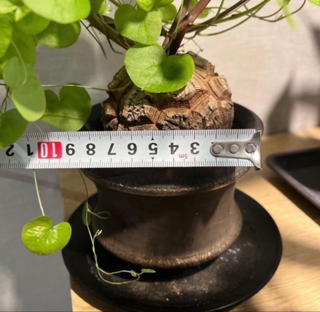 冬型 亀甲竜 鉢セット