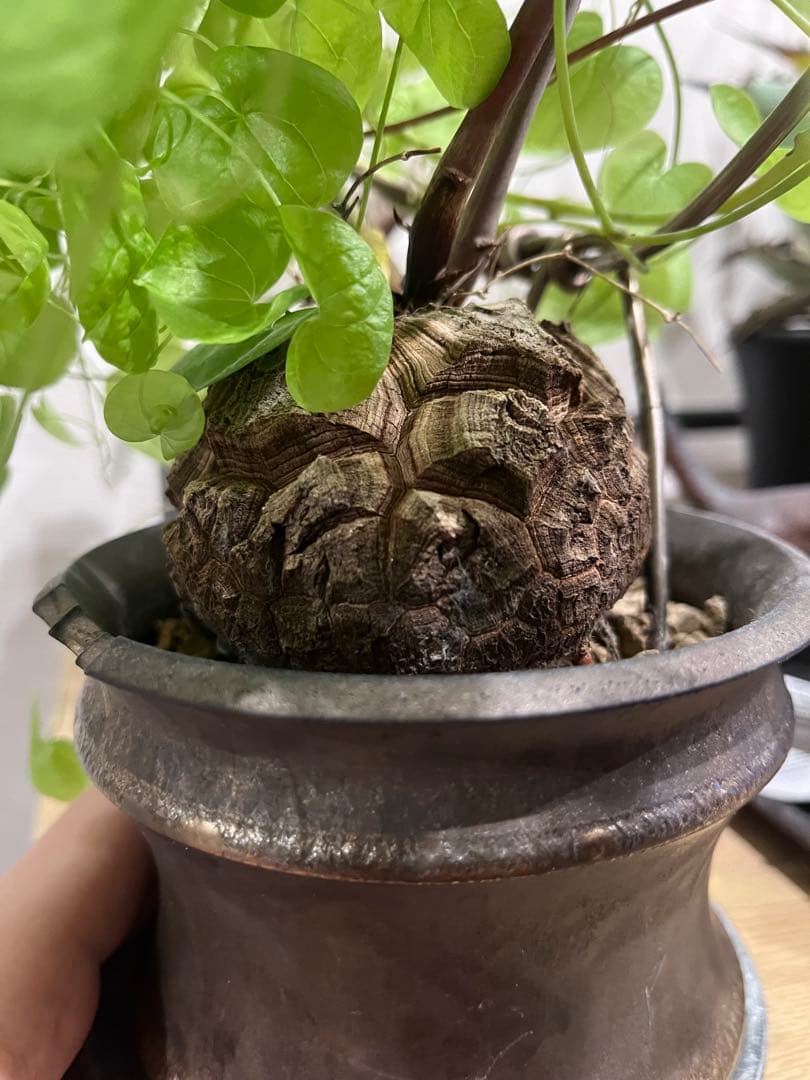 冬型 亀甲竜 鉢セット