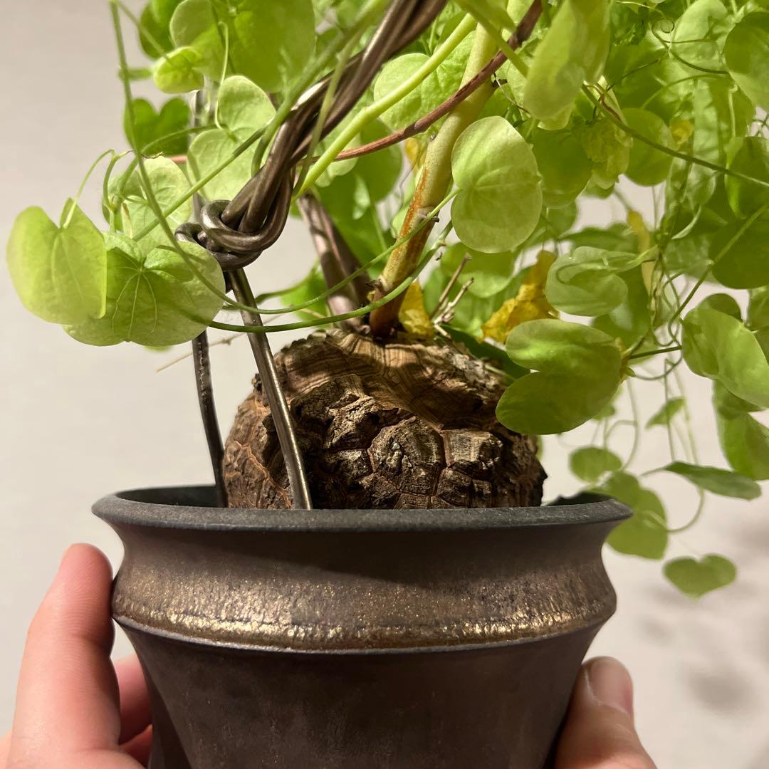 冬型 亀甲竜 鉢セット