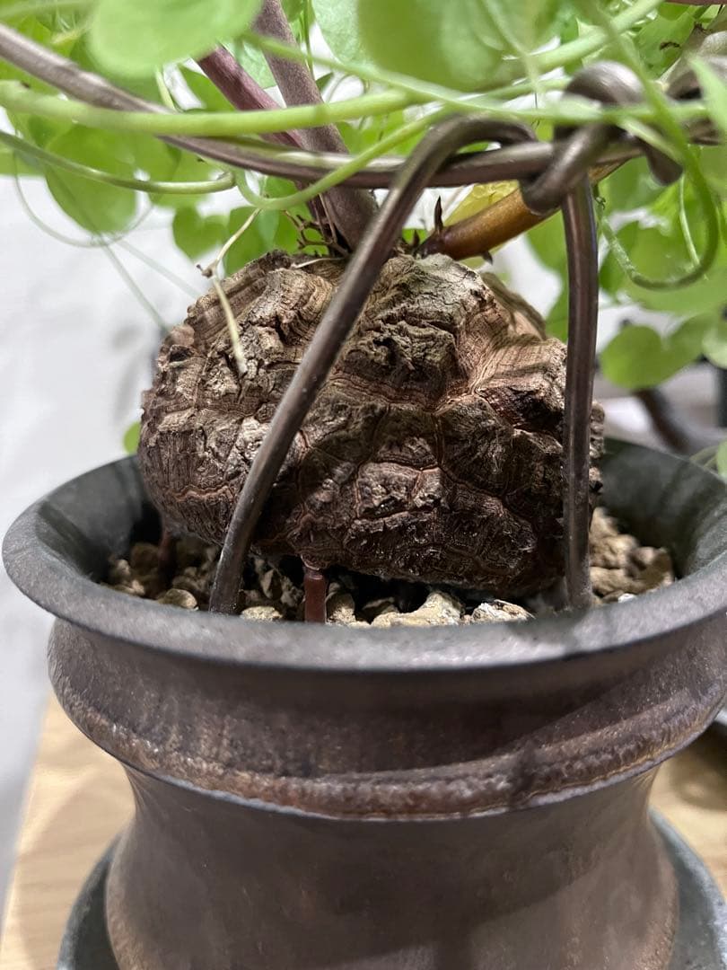 冬型 亀甲竜 鉢セット