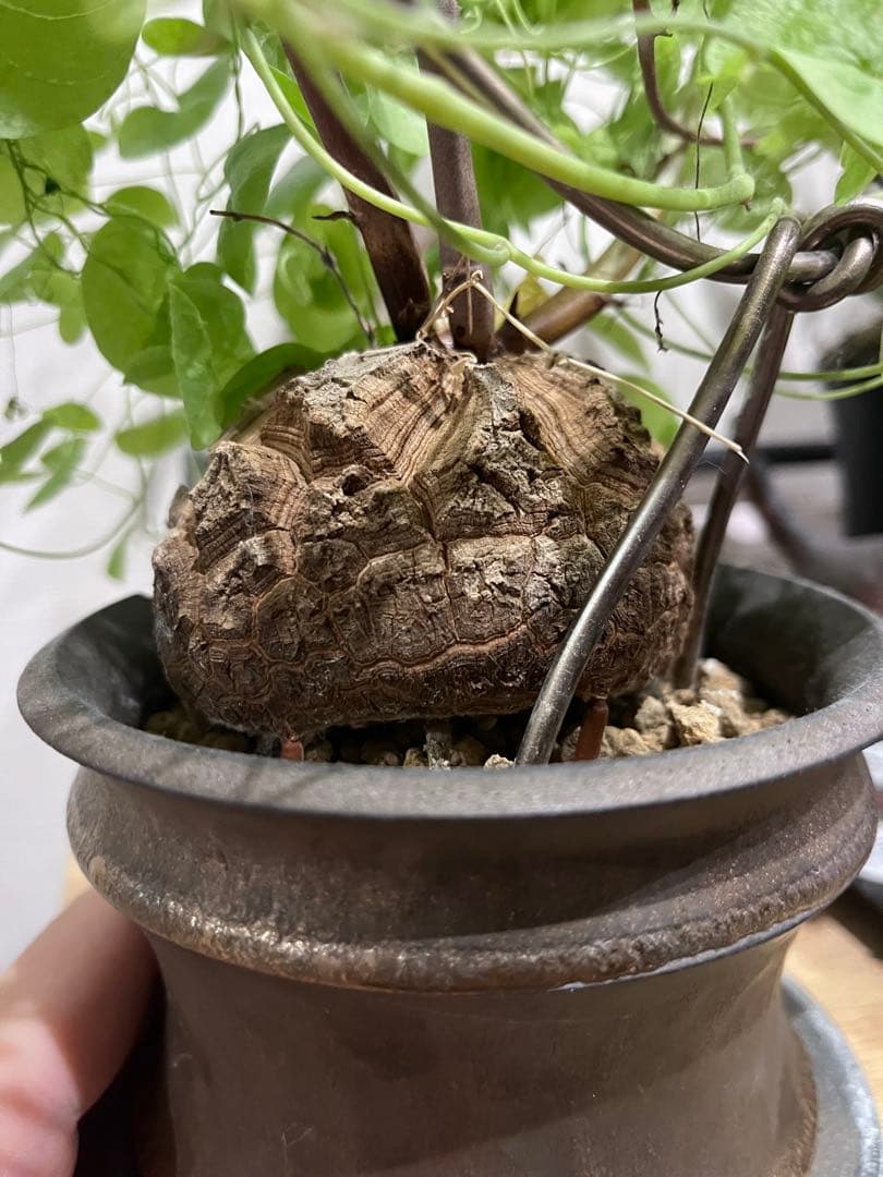 冬型 亀甲竜 鉢セット