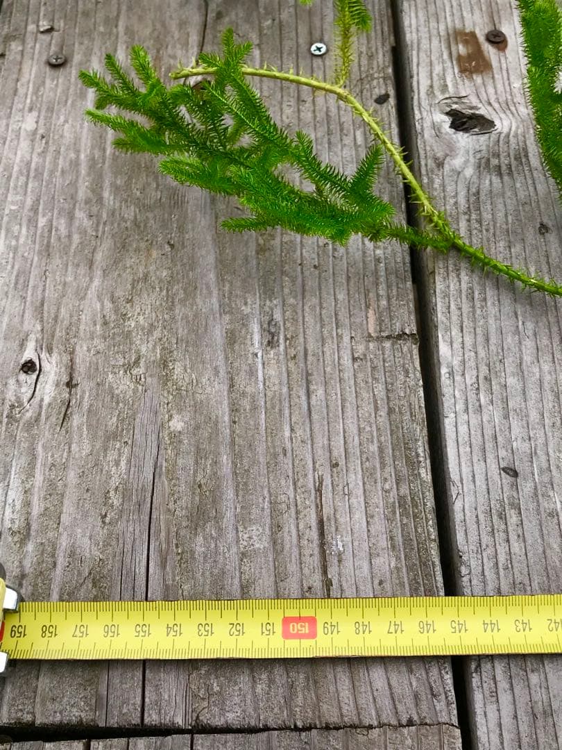 12/22着 ヒカゲノカズラ 2.0m×10本 あ さま専用