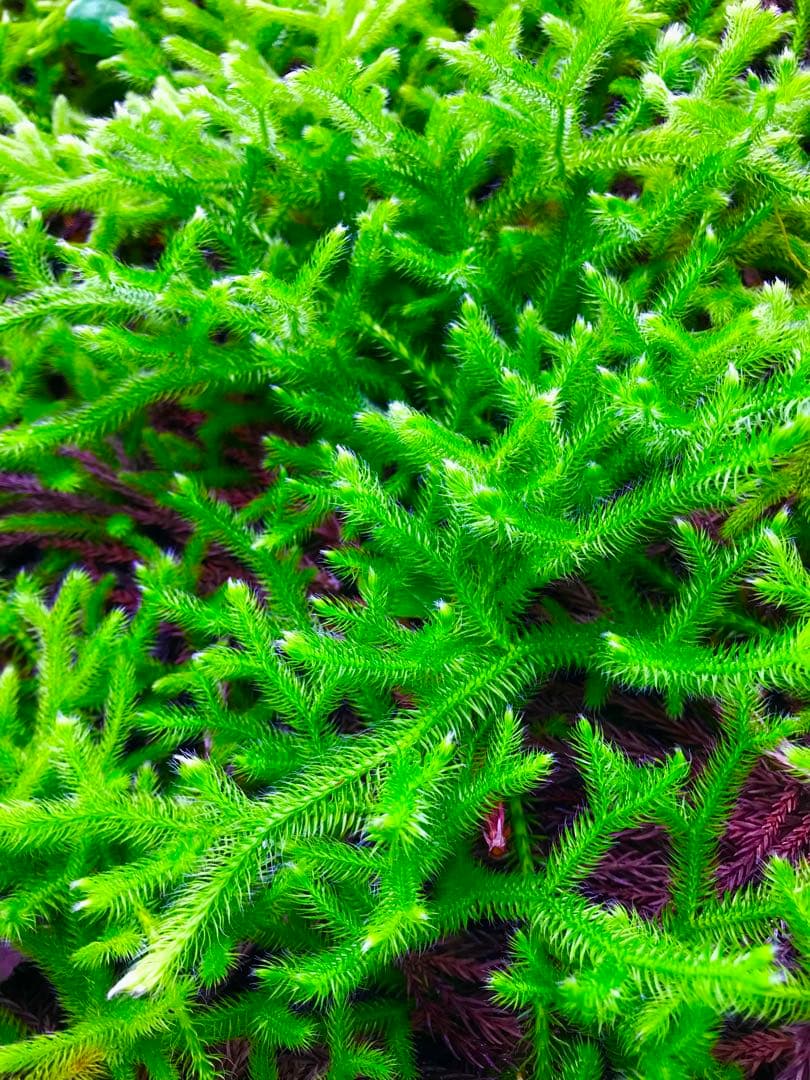 12/22着 ヒカゲノカズラ 2.0m×10本 あ さま専用