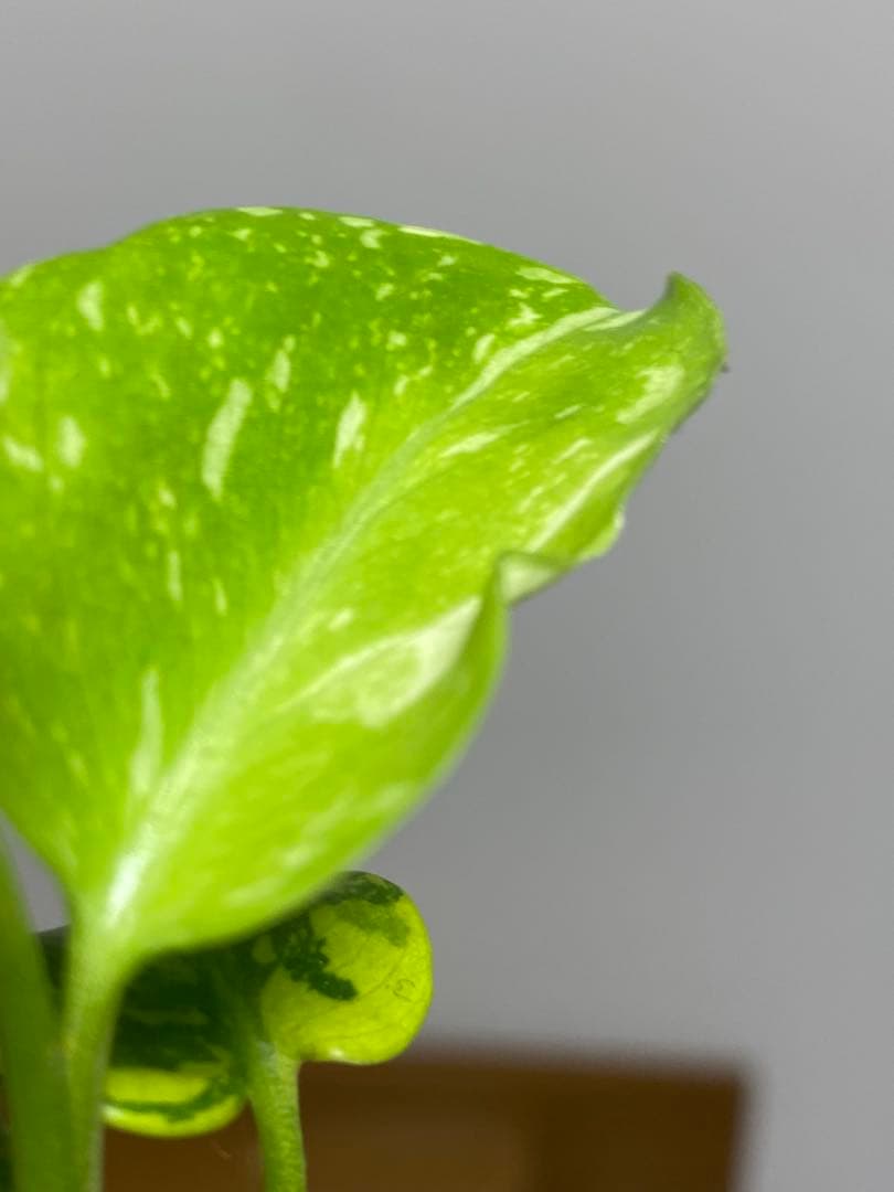 ③【超希少‼️】モンステラ　エレクトロライト　斑入り　レア　人気　メルカリ便