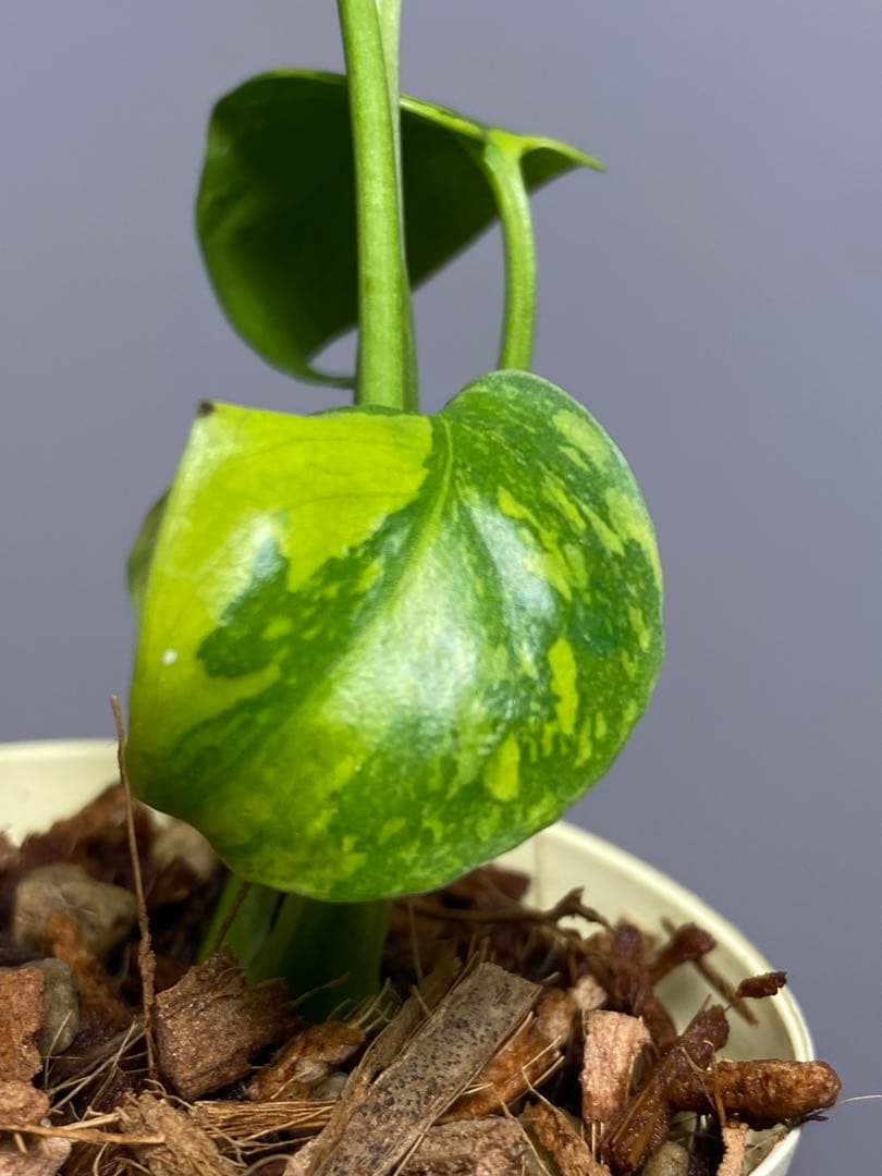 ③【超希少‼️】モンステラ　エレクトロライト　斑入り　レア　人気　メルカリ便