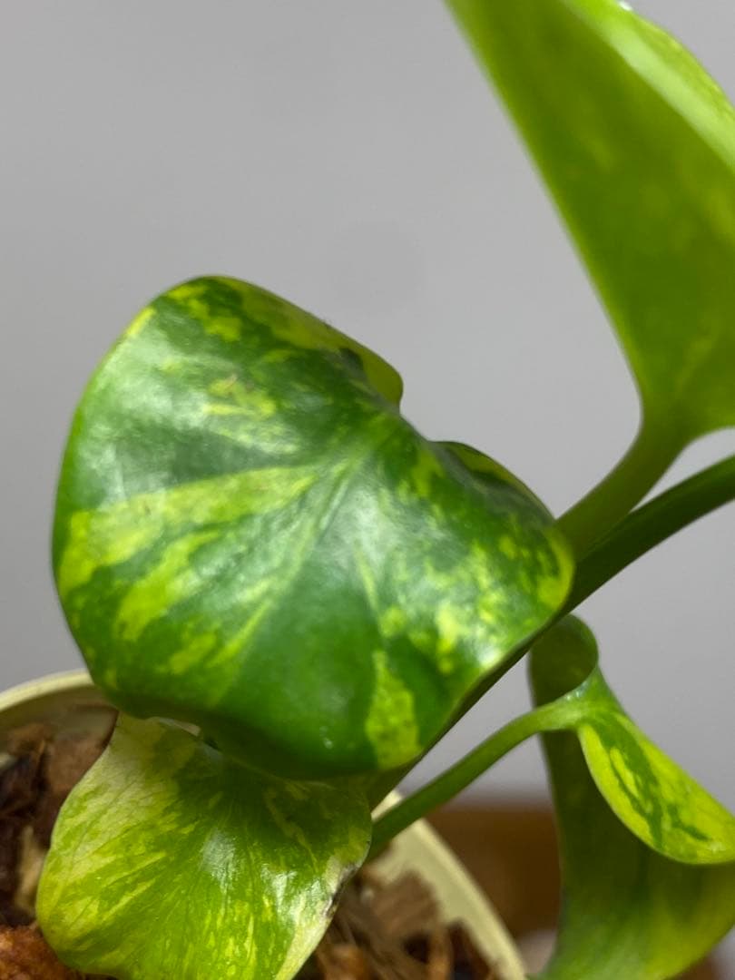 ③【超希少‼️】モンステラ　エレクトロライト　斑入り　レア　人気　メルカリ便