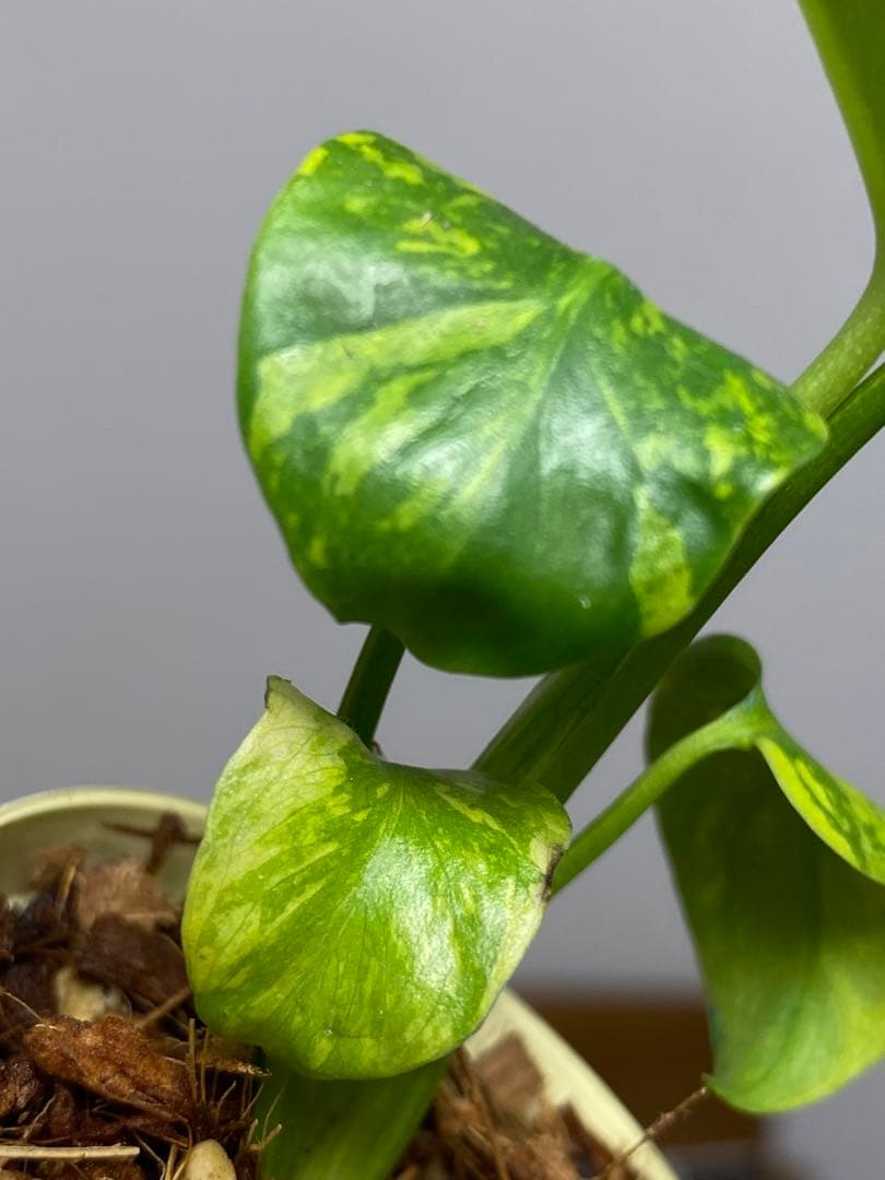 ③【超希少‼️】モンステラ　エレクトロライト　斑入り　レア　人気　メルカリ便