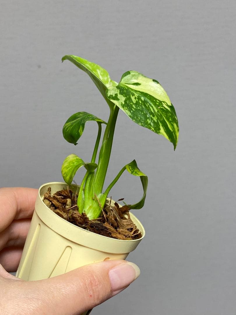 ③【超希少‼️】モンステラ　エレクトロライト　斑入り　レア　人気　メルカリ便