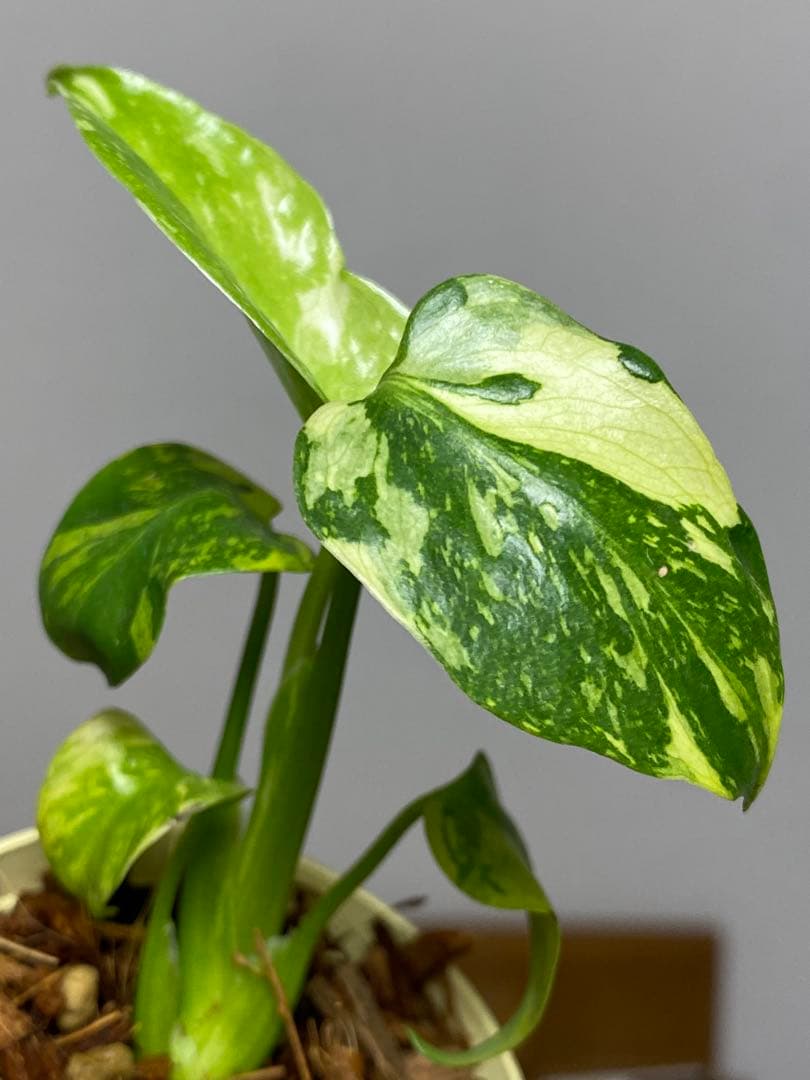 ③【超希少‼️】モンステラ　エレクトロライト　斑入り　レア　人気　メルカリ便