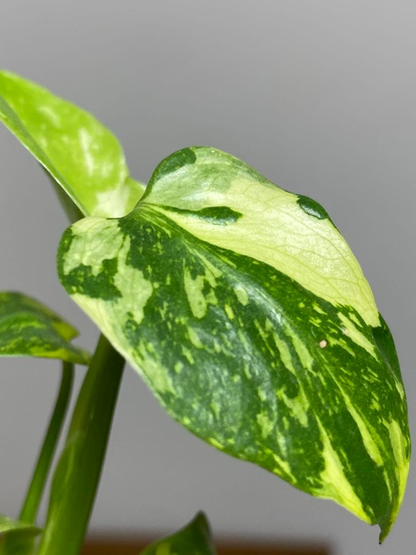 ③【超希少‼️】モンステラ　エレクトロライト　斑入り　レア　人気　メルカリ便