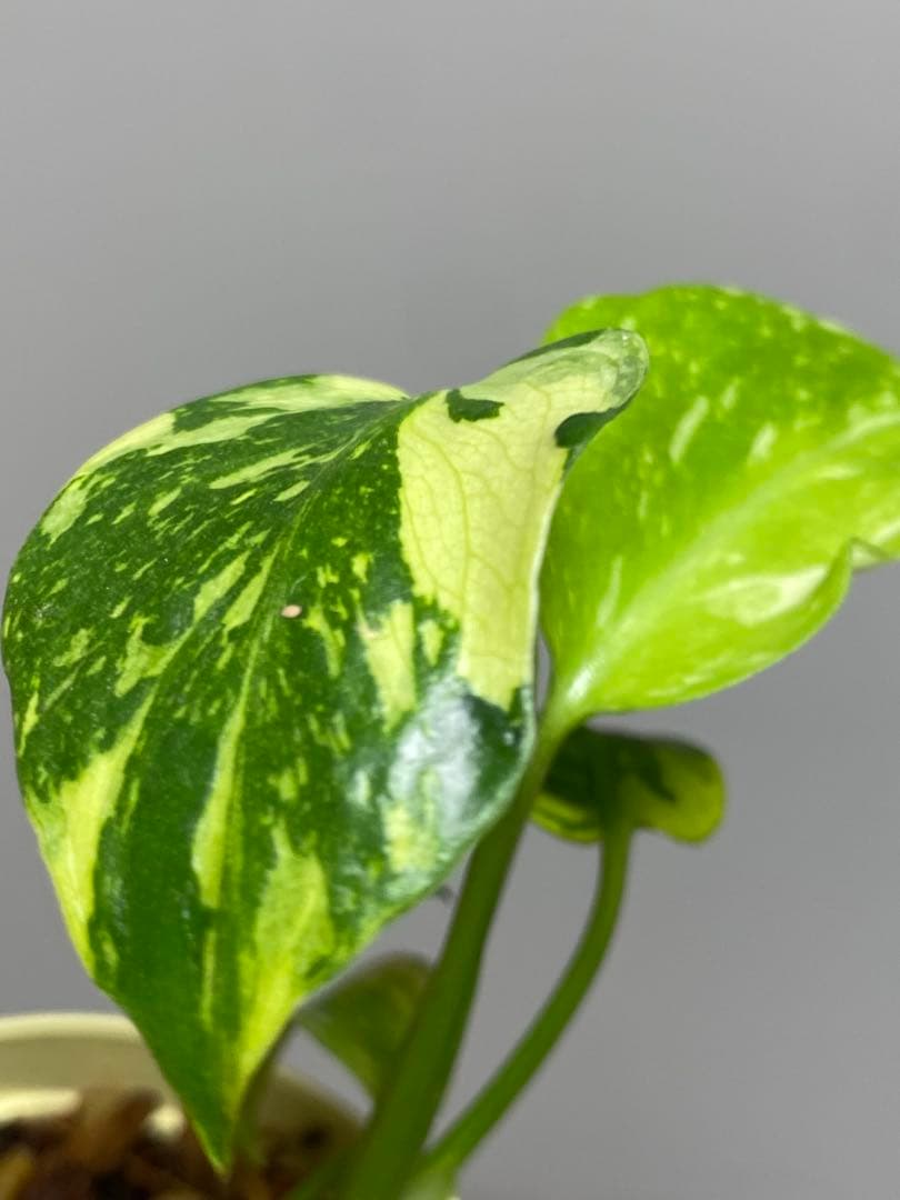 ③【超希少‼️】モンステラ　エレクトロライト　斑入り　レア　人気　メルカリ便
