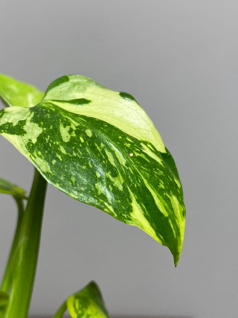 ③【超希少‼️】モンステラ　エレクトロライト　斑入り　レア　人気　メルカリ便