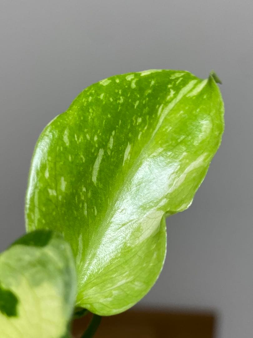 ③【超希少‼️】モンステラ　エレクトロライト　斑入り　レア　人気　メルカリ便