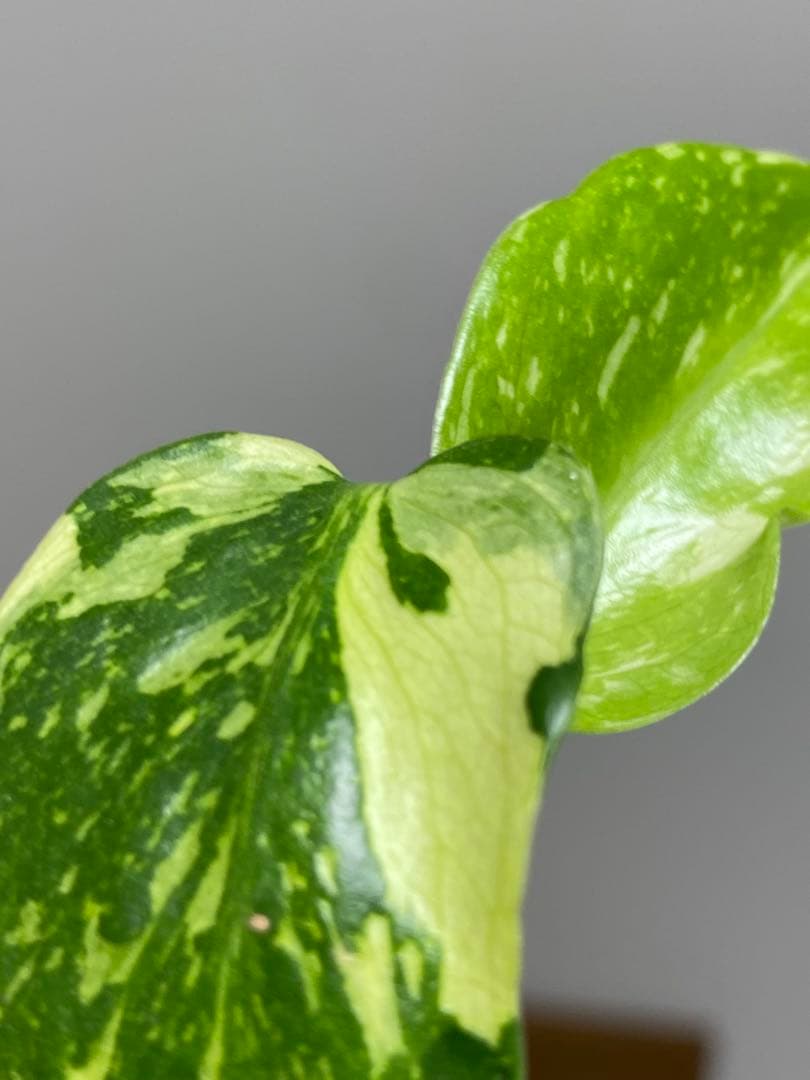 ③【超希少‼️】モンステラ　エレクトロライト　斑入り　レア　人気　メルカリ便