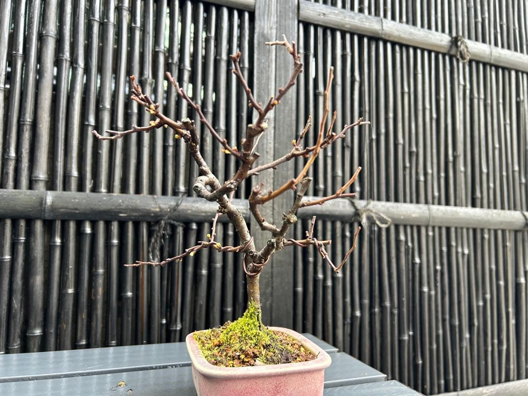 白長寿梅の小品盆栽