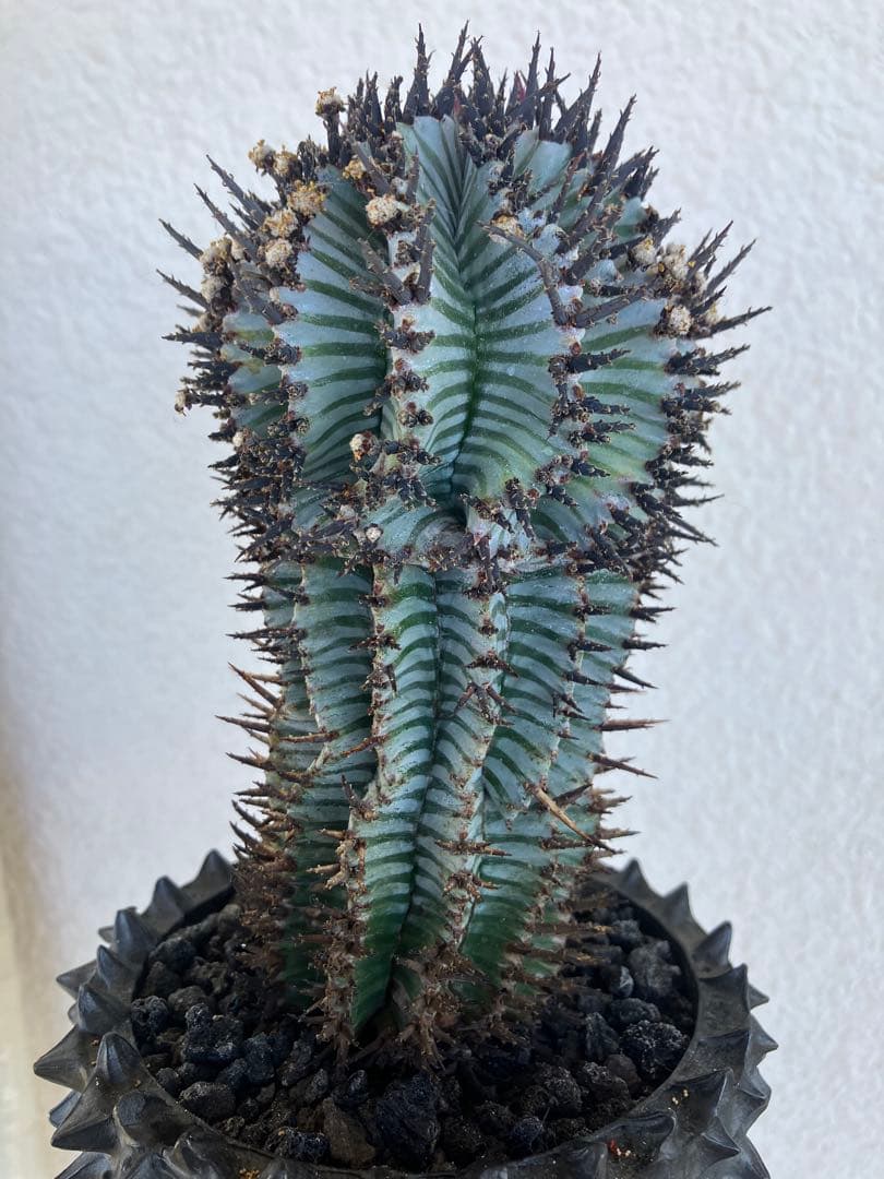 ユーフォルビア・ホリダ　宇田ゼブラ　抜き苗　検）コピアポア　グラキリス　アガベ