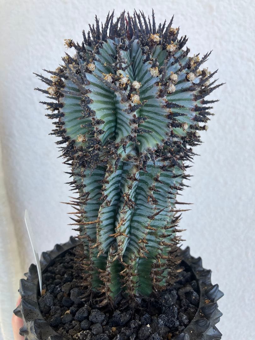 ユーフォルビア・ホリダ　宇田ゼブラ　抜き苗　検）コピアポア　グラキリス　アガベ