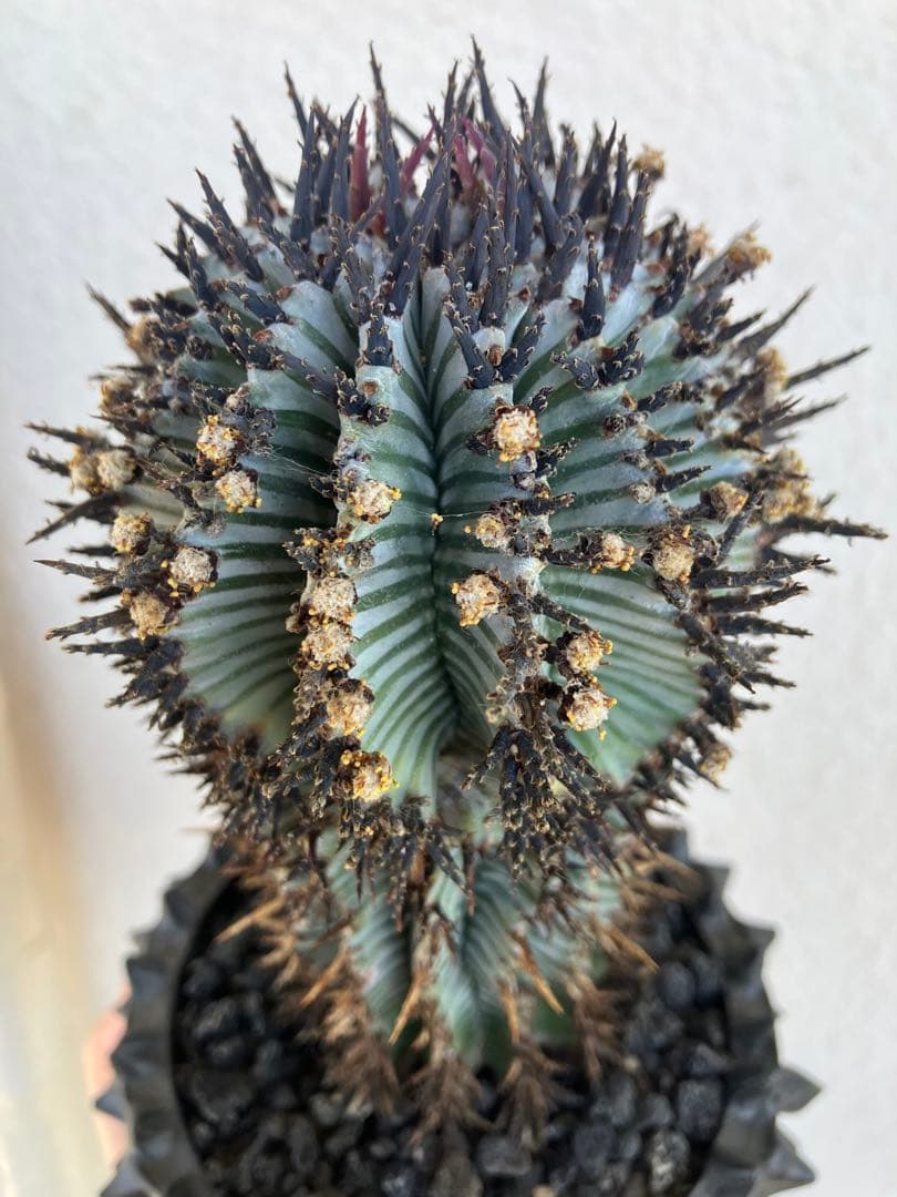 ユーフォルビア・ホリダ　宇田ゼブラ　抜き苗　検）コピアポア　グラキリス　アガベ