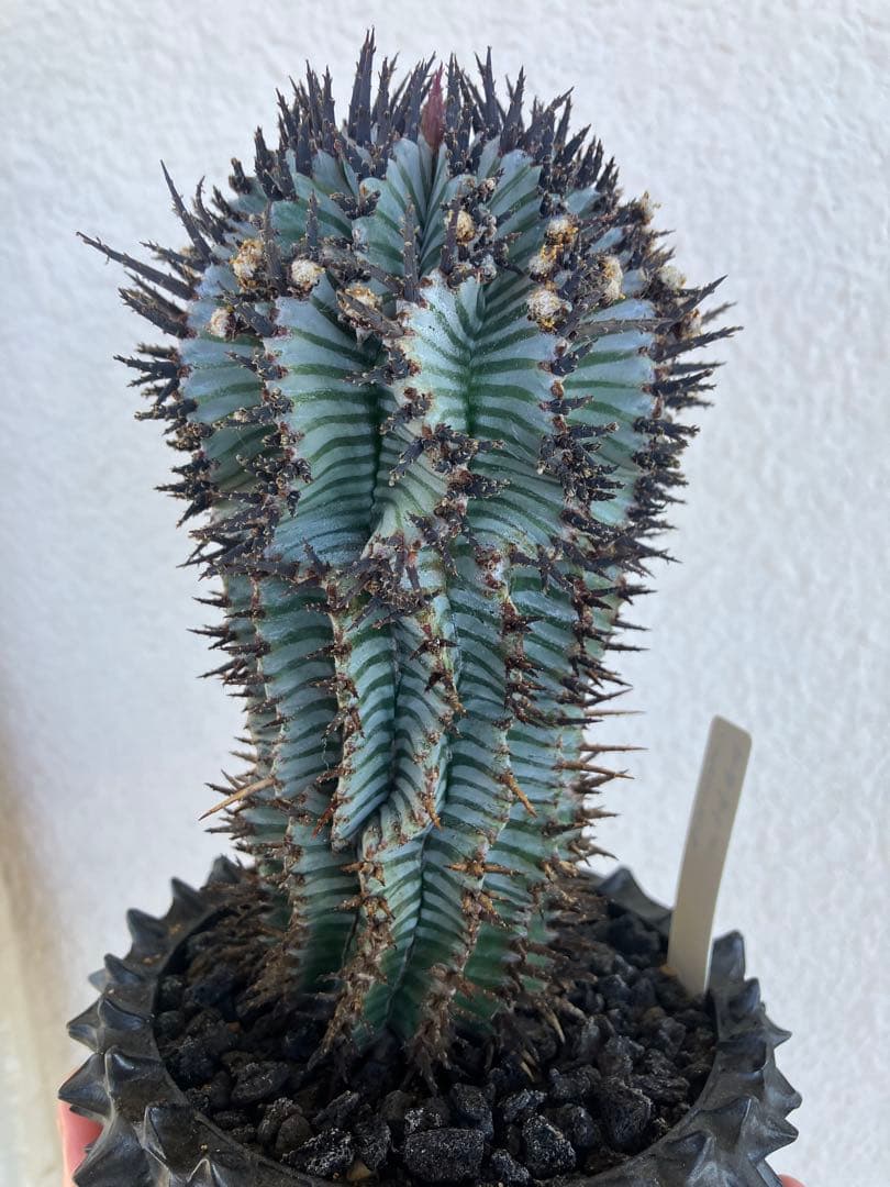 ユーフォルビア・ホリダ　宇田ゼブラ　抜き苗　検）コピアポア　グラキリス　アガベ