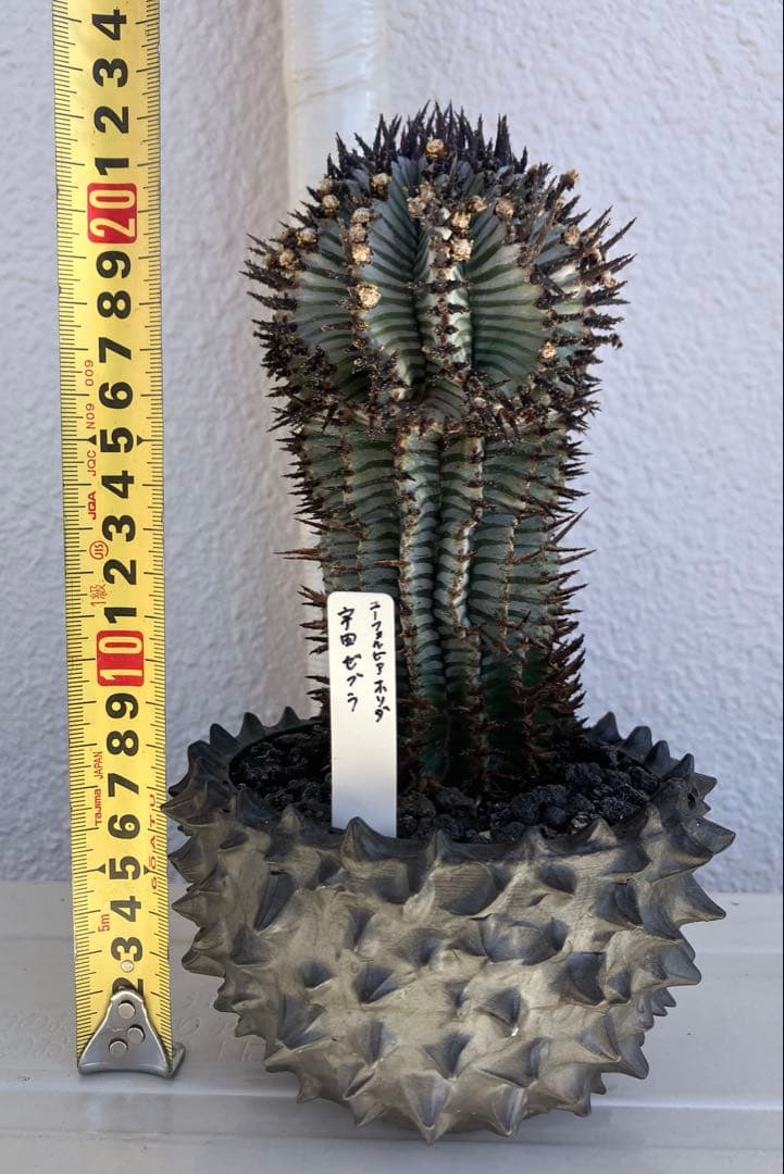 ユーフォルビア・ホリダ　宇田ゼブラ　抜き苗　検）コピアポア　グラキリス　アガベ