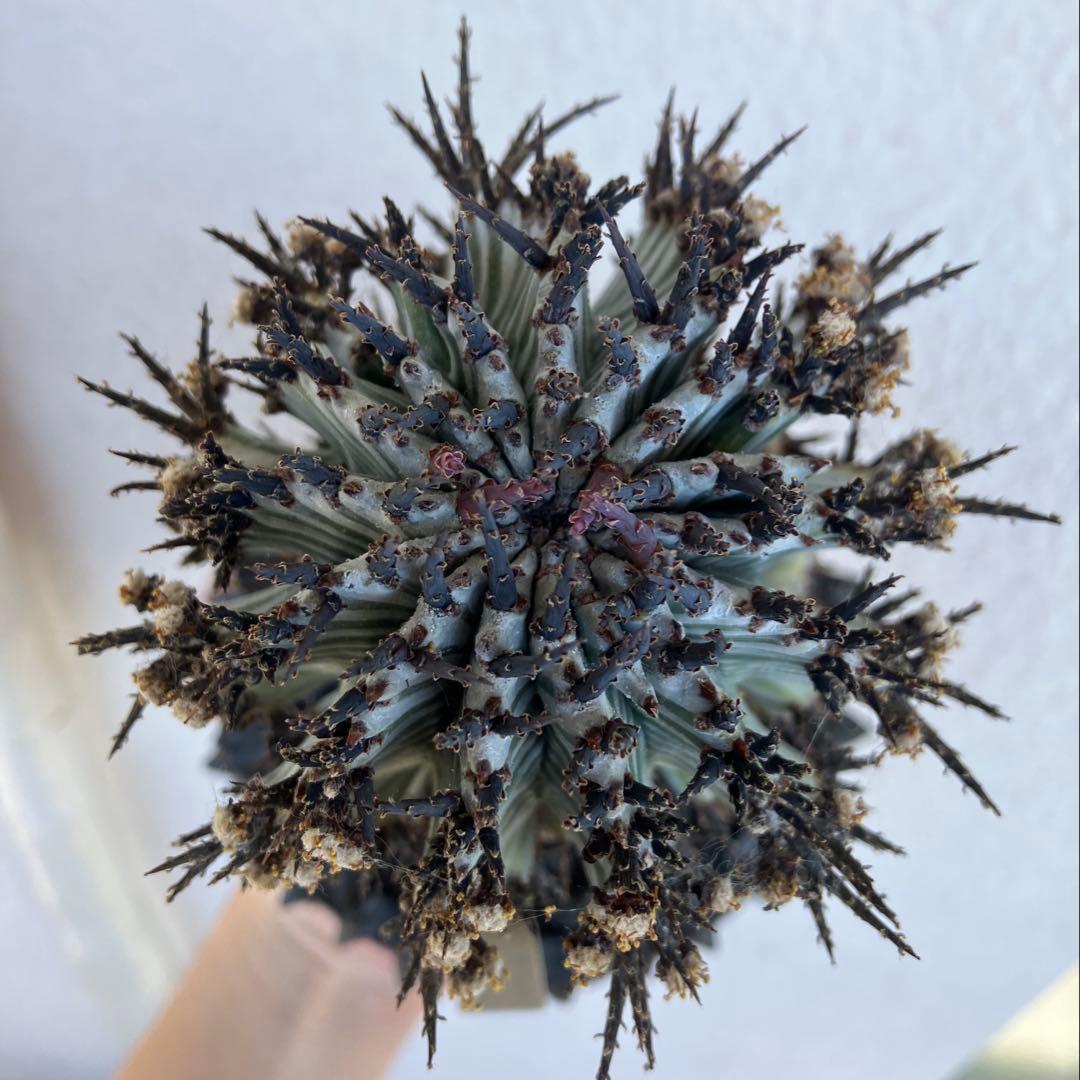 ユーフォルビア・ホリダ　宇田ゼブラ　抜き苗　検）コピアポア　グラキリス　アガベ