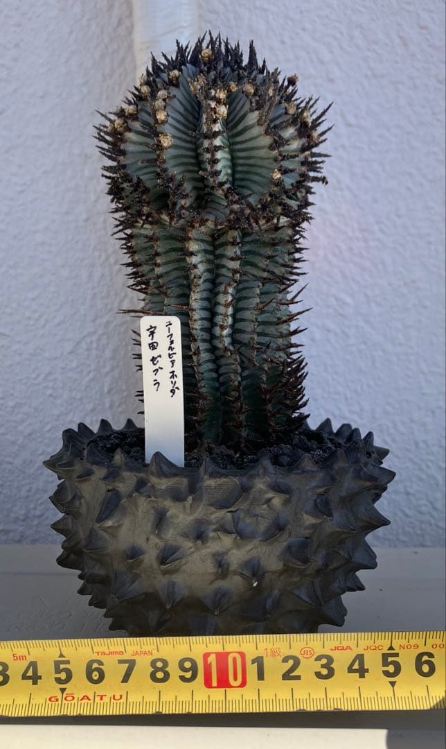 ユーフォルビア・ホリダ　宇田ゼブラ　抜き苗　検）コピアポア　グラキリス　アガベ