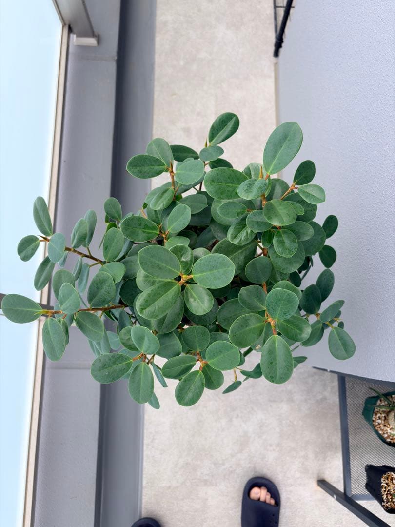 パンダガジュマル