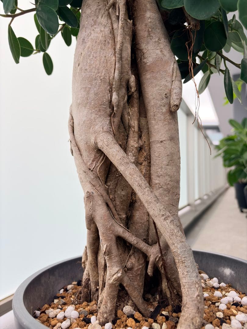 パンダガジュマル