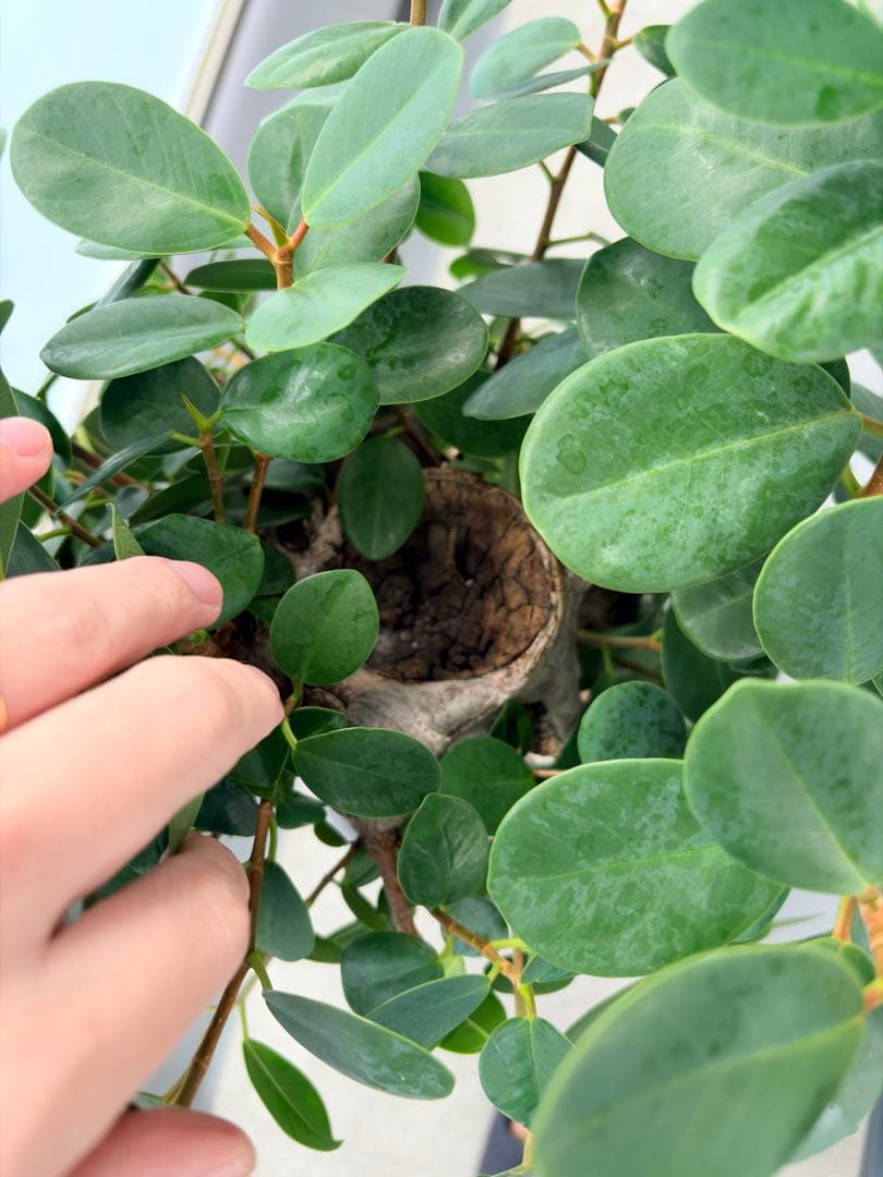 パンダガジュマル