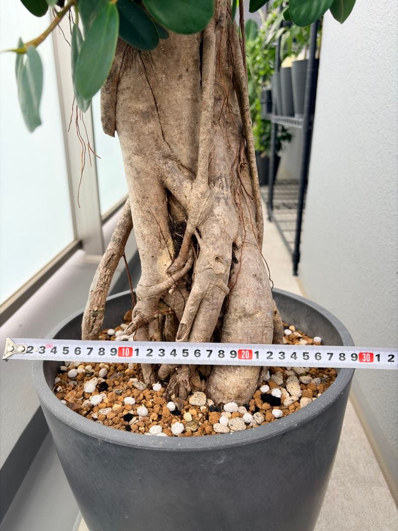 パンダガジュマル