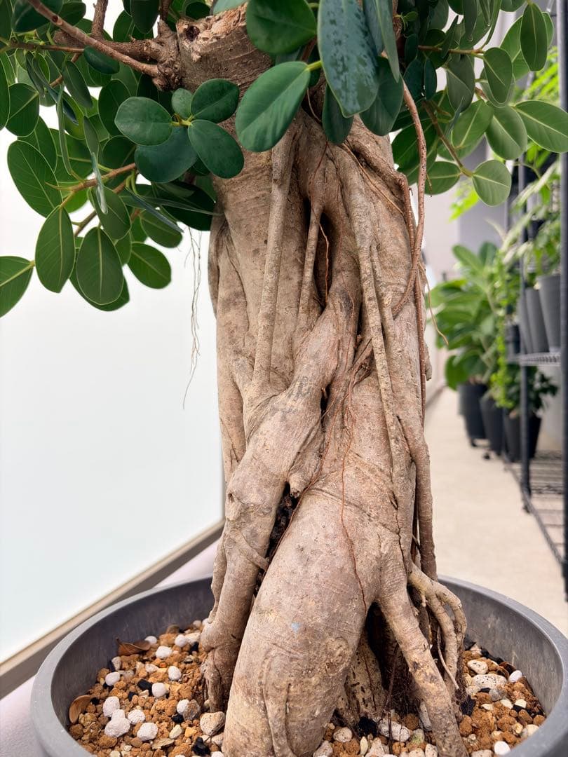 パンダガジュマル