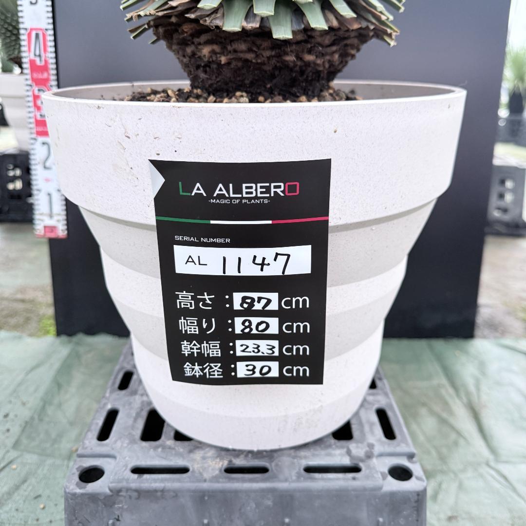 【AL1147】ユッカ　ロストラータ　ホワイト個体　【ALBEROホワイト祭り】