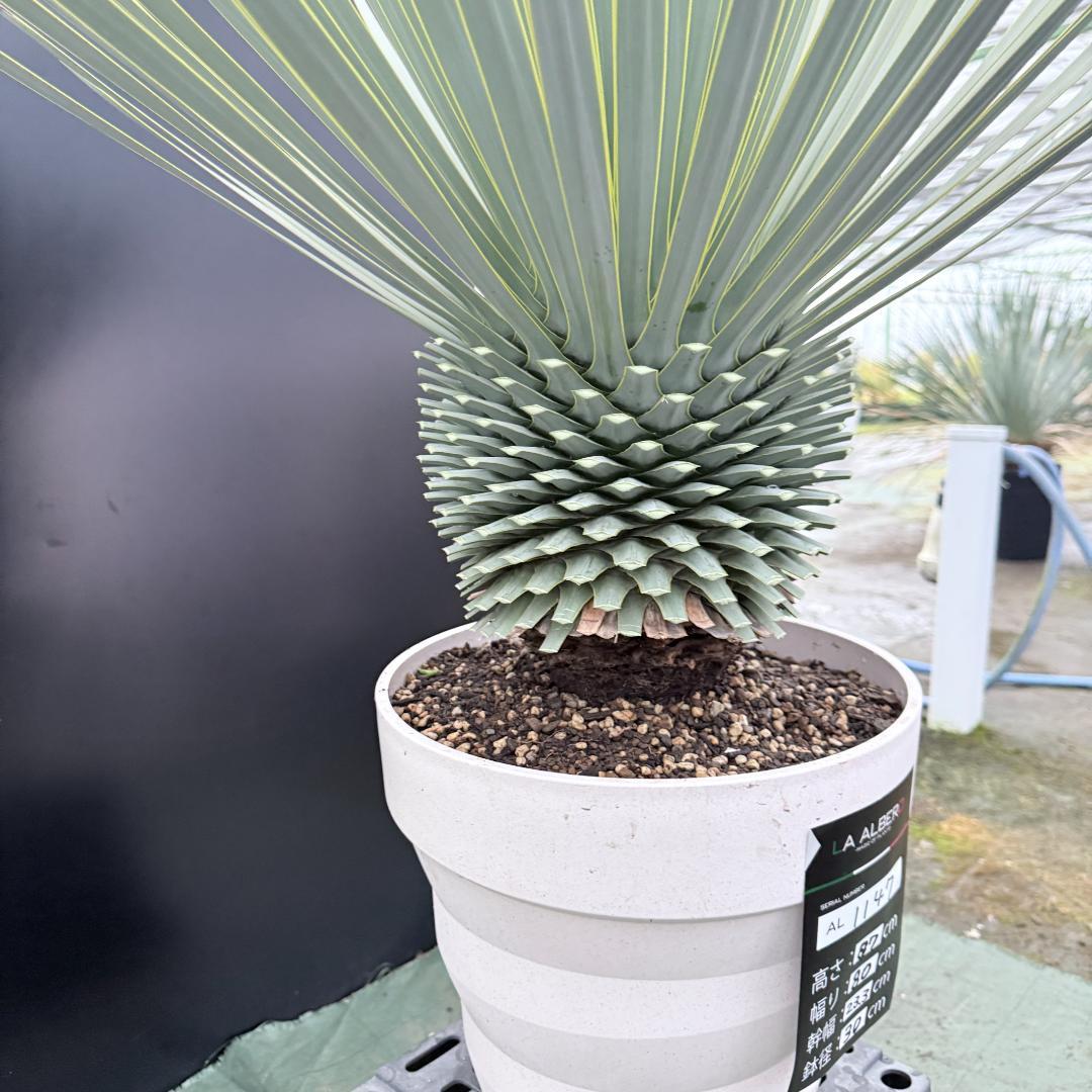 【AL1147】ユッカ　ロストラータ　ホワイト個体　【ALBEROホワイト祭り】