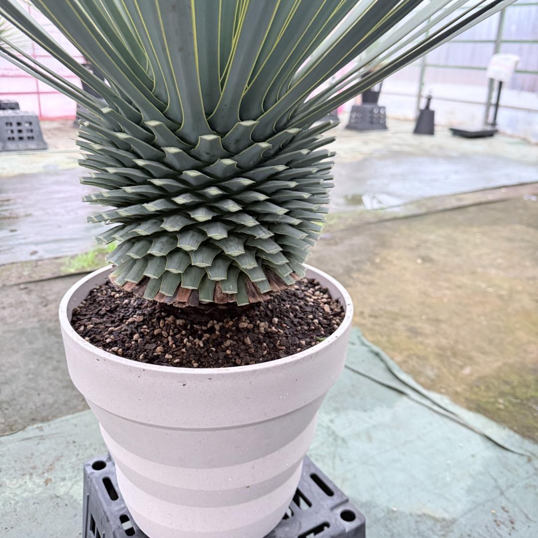 【AL1147】ユッカ　ロストラータ　ホワイト個体　【ALBEROホワイト祭り】