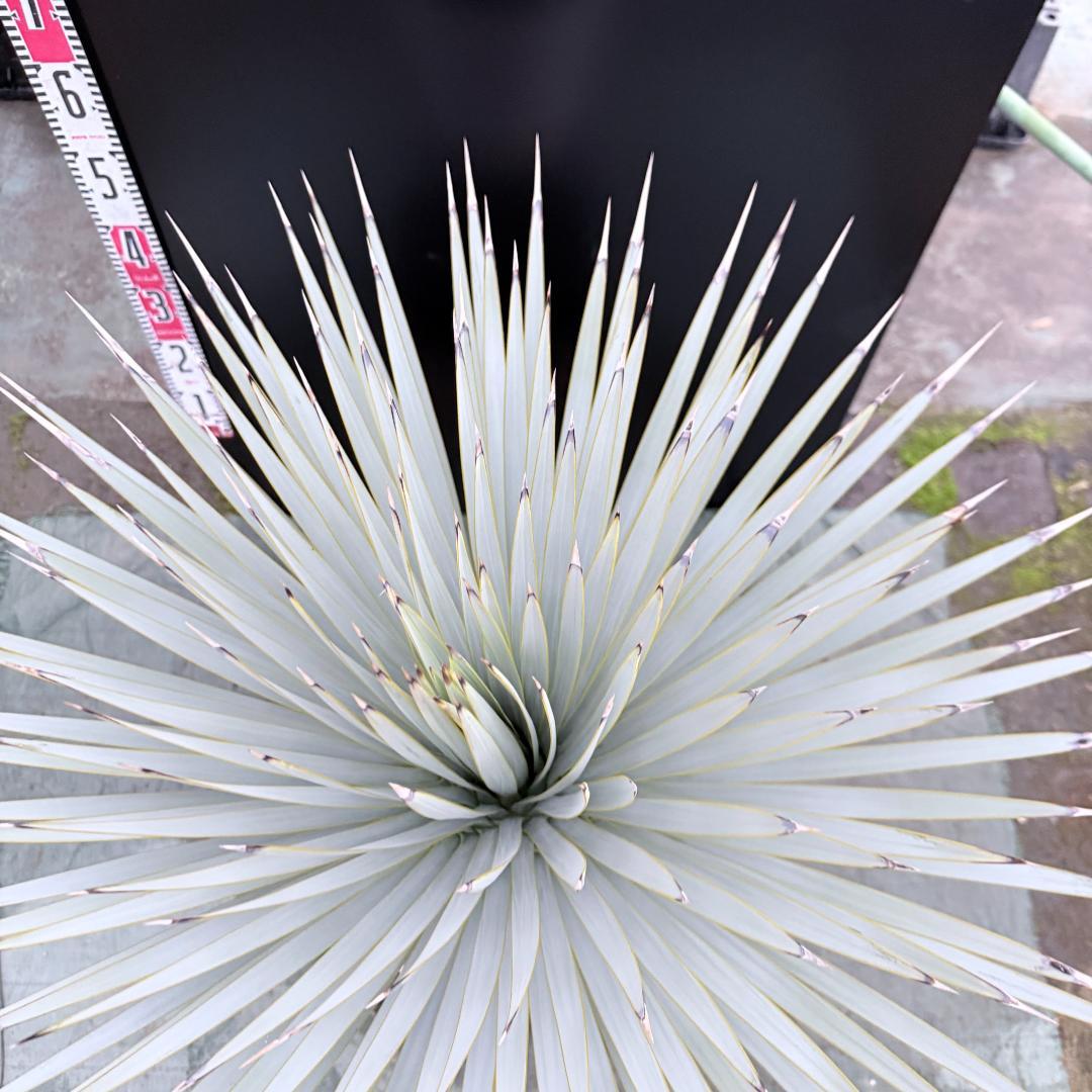 【AL1147】ユッカ　ロストラータ　ホワイト個体　【ALBEROホワイト祭り】