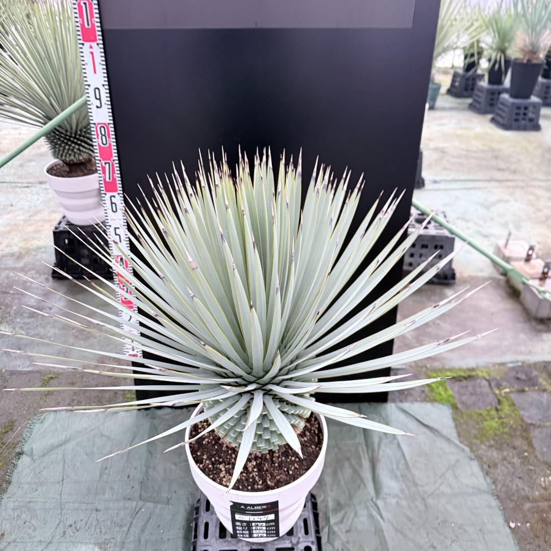 【AL1147】ユッカ　ロストラータ　ホワイト個体　【ALBEROホワイト祭り】